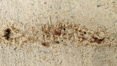 Kumlu kırsal yol boyunca küçük kırmızı ateş karıncalarının yuvalarından sağ çıkmaları.