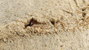 Kumlu kırsal yol boyunca küçük kırmızı ateş karıncalarının yuvalarından sağ çıkmaları.