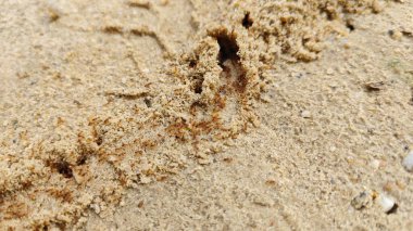 Kumlu kırsal yol boyunca küçük kırmızı ateş karıncalarının yuvalarından sağ çıkmaları.