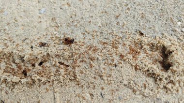 Kumlu kırsal yol boyunca küçük kırmızı ateş karıncalarının yuvalarından sağ çıkmaları.