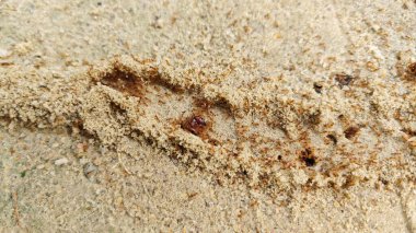 Kumlu kırsal yol boyunca küçük kırmızı ateş karıncalarının yuvalarından sağ çıkmaları.