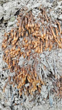 Termit yuvasından kaynaklanan fibröz ve maceracı kök sisteminin palmiye yağı gövdesine bakıyorum..