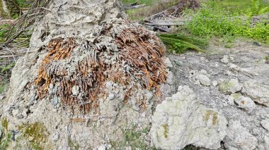 Termit yuvasından kaynaklanan fibröz ve maceracı kök sisteminin palmiye yağı gövdesine bakıyorum..