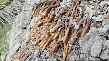 Termit yuvasından kaynaklanan fibröz ve maceracı kök sisteminin palmiye yağı gövdesine bakıyorum..