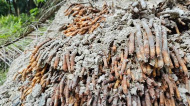 Termit yuvasından kaynaklanan fibröz ve maceracı kök sisteminin palmiye yağı gövdesine bakıyorum..