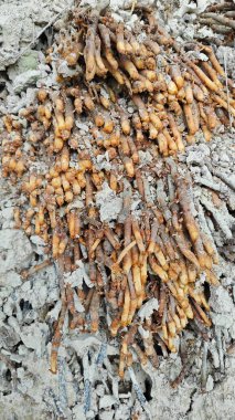 Termit yuvasından kaynaklanan fibröz ve maceracı kök sisteminin palmiye yağı gövdesine bakıyorum..