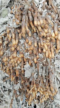 Termit yuvasından kaynaklanan fibröz ve maceracı kök sisteminin palmiye yağı gövdesine bakıyorum..