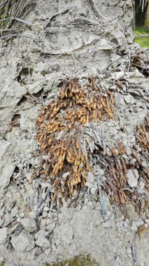 Termit yuvasından kaynaklanan fibröz ve maceracı kök sisteminin palmiye yağı gövdesine bakıyorum..