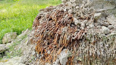 Termit yuvasından kaynaklanan fibröz ve maceracı kök sisteminin palmiye yağı gövdesine bakıyorum..