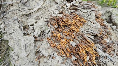Termit yuvasından kaynaklanan fibröz ve maceracı kök sisteminin palmiye yağı gövdesine bakıyorum..