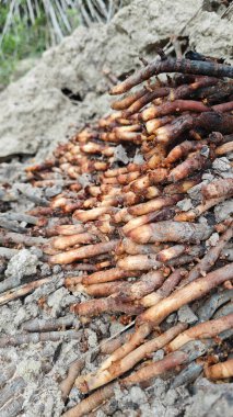 Termit yuvasından kaynaklanan fibröz ve maceracı kök sisteminin palmiye yağı gövdesine bakıyorum..