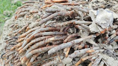 Termit yuvasından kaynaklanan fibröz ve maceracı kök sisteminin palmiye yağı gövdesine bakıyorum..