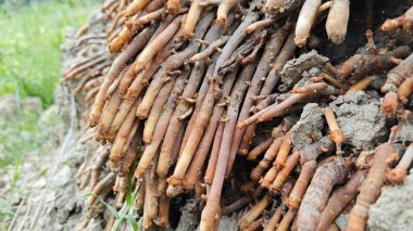 Termit yuvasından kaynaklanan fibröz ve maceracı kök sisteminin palmiye yağı gövdesine bakıyorum..