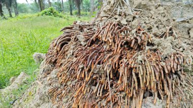 Termit yuvasından kaynaklanan fibröz ve maceracı kök sisteminin palmiye yağı gövdesine bakıyorum..
