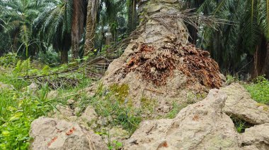 Termit yuvasından kaynaklanan fibröz ve maceracı kök sisteminin palmiye yağı gövdesine bakıyorum..