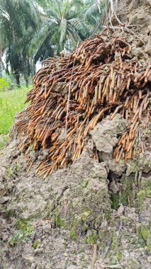 Termit yuvasından kaynaklanan fibröz ve maceracı kök sisteminin palmiye yağı gövdesine bakıyorum..