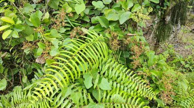 Vahşi zımpara yığınları tetracera genç çiçek tomurcukları çalıların arasında sürünüyor ve sürünüyorlar..