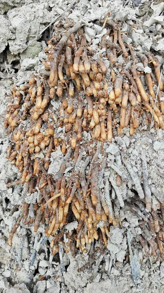 Termit yuvasından kaynaklanan fibröz ve maceracı kök sisteminin palmiye yağı gövdesine bakıyorum..