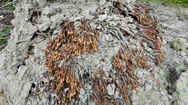 Termit yuvasından kaynaklanan fibröz ve maceracı kök sisteminin palmiye yağı gövdesine bakıyorum..