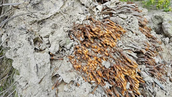 Termit yuvasından kaynaklanan fibröz ve maceracı kök sisteminin palmiye yağı gövdesine bakıyorum..
