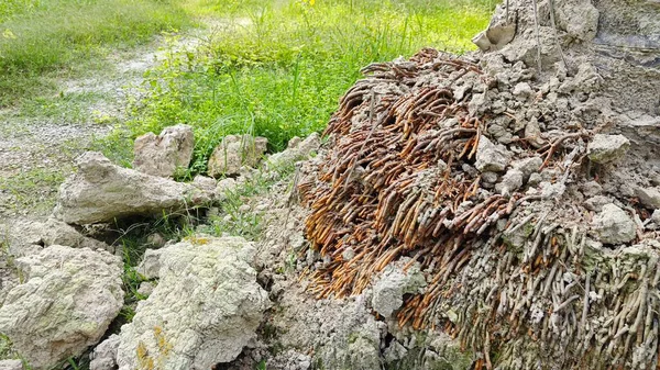 Termit yuvasından kaynaklanan fibröz ve maceracı kök sisteminin palmiye yağı gövdesine bakıyorum..