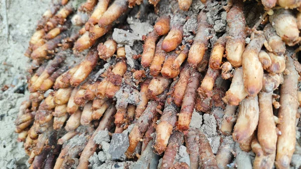 Termit yuvasından kaynaklanan fibröz ve maceracı kök sisteminin palmiye yağı gövdesine bakıyorum..