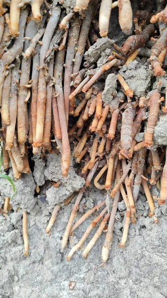 Termit yuvasından kaynaklanan fibröz ve maceracı kök sisteminin palmiye yağı gövdesine bakıyorum..