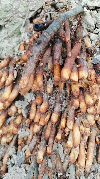 Termit yuvasından kaynaklanan fibröz ve maceracı kök sisteminin palmiye yağı gövdesine bakıyorum..