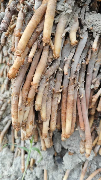Termit yuvasından kaynaklanan fibröz ve maceracı kök sisteminin palmiye yağı gövdesine bakıyorum..