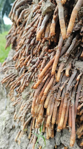 Termit yuvasından kaynaklanan fibröz ve maceracı kök sisteminin palmiye yağı gövdesine bakıyorum..