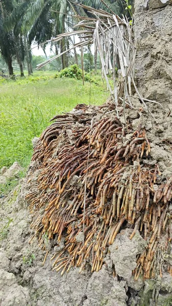 Termit yuvasından kaynaklanan fibröz ve maceracı kök sisteminin palmiye yağı gövdesine bakıyorum..