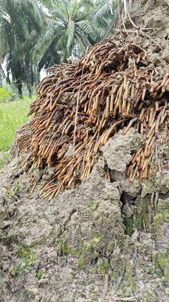 Termit yuvasından kaynaklanan fibröz ve maceracı kök sisteminin palmiye yağı gövdesine bakıyorum..