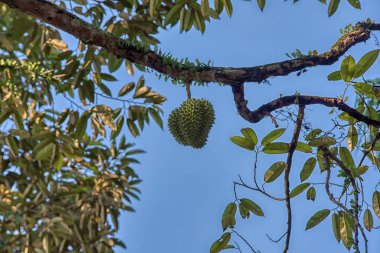 Yükseklerdeki durian ağacına bakarak bir sürü meyve dalları ve 4408477349 numaralı kökü taşıyordu.