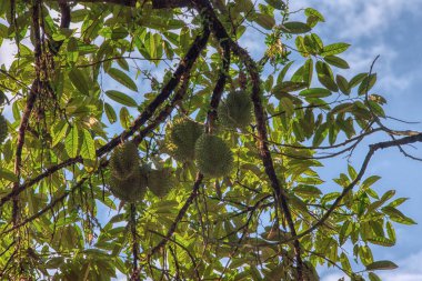 Yükseklerdeki durian ağacına bakarak bir sürü meyve dalları ve 4408477349 numaralı kökü taşıyordu.