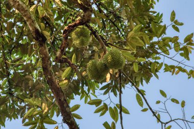 Yükseklerdeki durian ağacına bakarak bir sürü meyve dalları ve 4408477349 numaralı kökü taşıyordu.