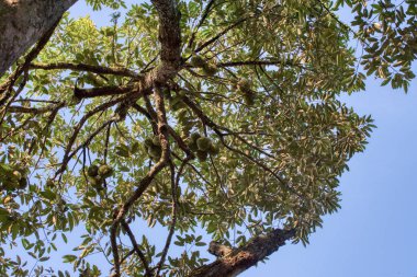 Yükseklerdeki durian ağacına bakarak bir sürü meyve dalları ve 4408477349 numaralı kökü taşıyordu.
