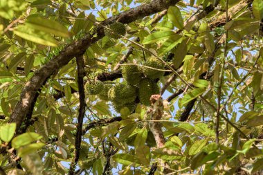 Yükseklerdeki durian ağacına bakarak bir sürü meyve dalları ve 4408477349 numaralı kökü taşıyordu.