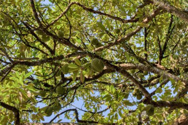 Yükseklerdeki durian ağacına bakarak bir sürü meyve dalları ve 4408477349 numaralı kökü taşıyordu.