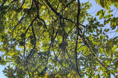 Yükseklerdeki durian ağacına bakarak bir sürü meyve dalları ve 4408477349 numaralı kökü taşıyordu.