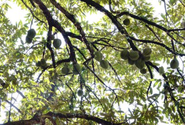 Yükseklerdeki durian ağacına bakarak bir sürü meyve dalları ve 4408477349 numaralı kökü taşıyordu.