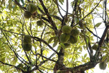 Yükseklerdeki durian ağacına bakarak bir sürü meyve dalları ve 4408477349 numaralı kökü taşıyordu.