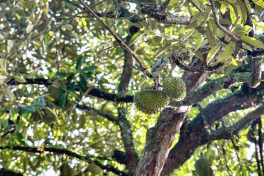 Yükseklerdeki durian ağacına bakarak bir sürü meyve dalları ve 4408477349 numaralı kökü taşıyordu.