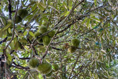 Yükseklerdeki durian ağacına bakarak bir sürü meyve dalları ve 4408477349 numaralı kökü taşıyordu.