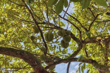 Yükseklerdeki durian ağacına bakarak bir sürü meyve dalları ve 4408477349 numaralı kökü taşıyordu.