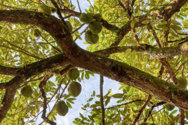 Yükseklerdeki durian ağacına bakarak bir sürü meyve dalları ve 4408477349 numaralı kökü taşıyordu.