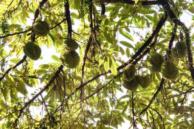 Yükseklerdeki durian ağacına bakarak bir sürü meyve dalları ve 4408477349 numaralı kökü taşıyordu.
