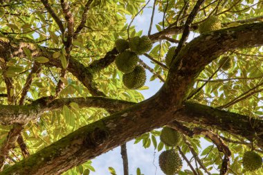 Yükseklerdeki durian ağacına bakarak bir sürü meyve dalları ve 4408477349 numaralı kökü taşıyordu.