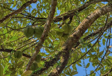 Yükseklerdeki durian ağacına bakarak bir sürü meyve dalları ve 4408477349 numaralı kökü taşıyordu.