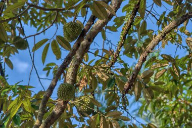 Yükseklerdeki durian ağacına bakarak bir sürü meyve dalları ve 4408477349 numaralı kökü taşıyordu.
