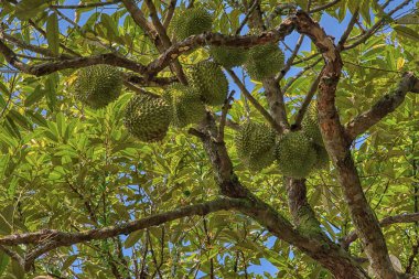 Yükseklerdeki durian ağacına bakarak bir sürü meyve dalları ve 4408477349 numaralı kökü taşıyordu.
